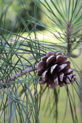 Pinus tabuliformis - borovice čínská - šiška